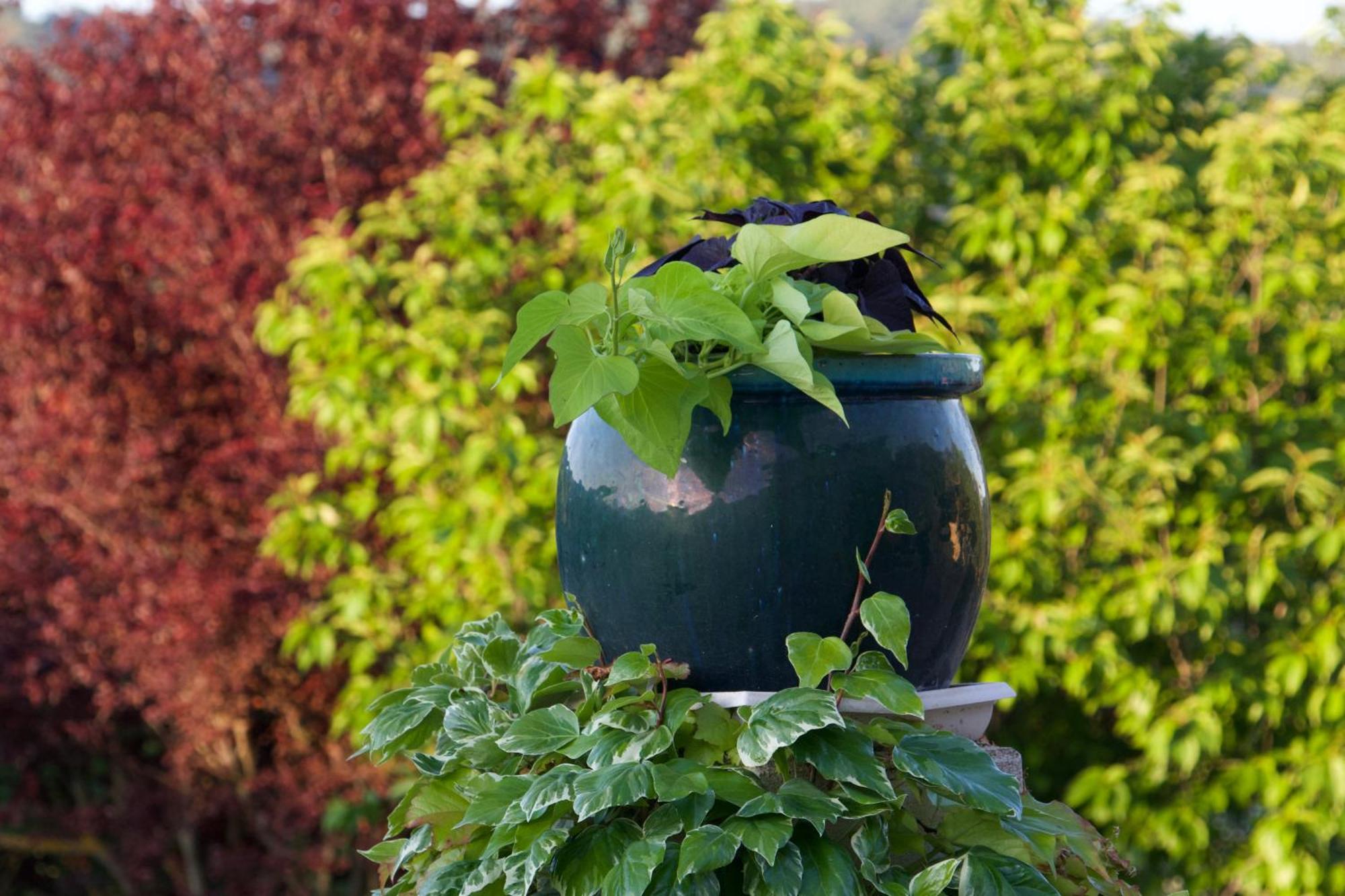 Bed and Breakfast La Bastide Des Roses Saint-Julien-d'Asse Esterno foto